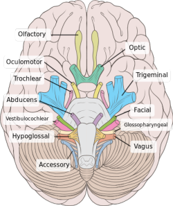 File:Brain human normal inferior view with labels en-2.svg